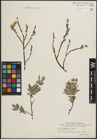 Foto von Salix lapponum L. x Salix repens L.